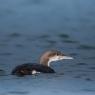 Strolaga minore - Red-throated diver (Gavia stellata)