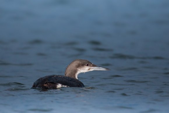 Strolaga minore - Red-throated diver (Gavia stellata)