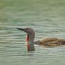 Strolaga minore - Red-throated diver (Gavia stellata)