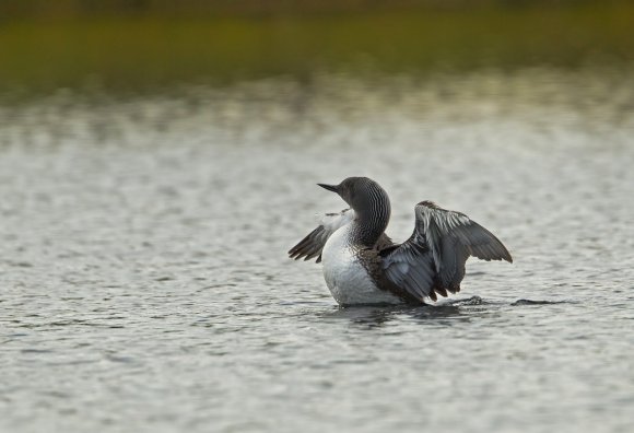 Strolaga minore - Red-throated diver (Gavia stellata)