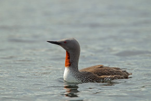 Strolaga minore - Red-throated diver (Gavia stellata)