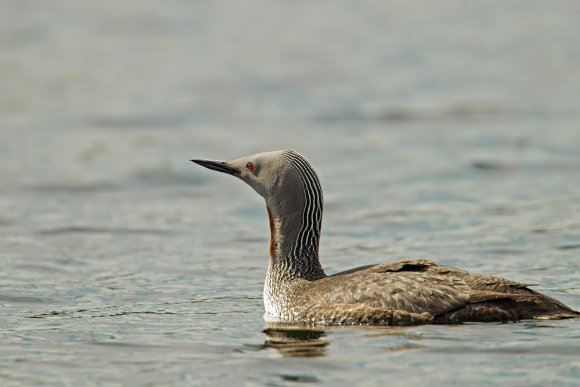 Strolaga minore - Red-throated diver (Gavia stellata)