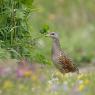 Re di quaglie - Corn crake