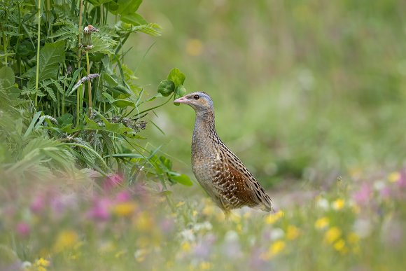 Re di quaglie - Corn crake