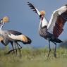 Gru Coronata - Crowned crane