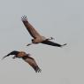 Gru - Eurasian Crane (Grus grus)