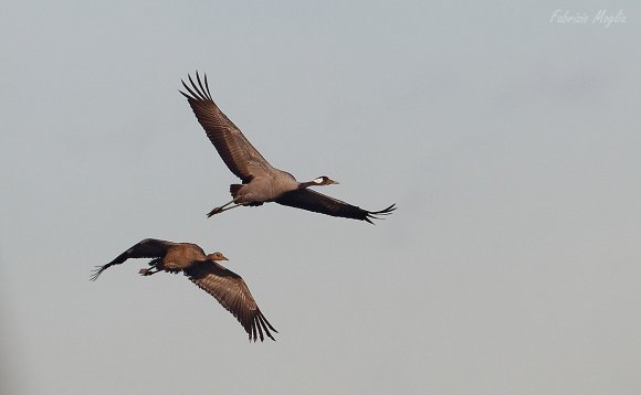 Gru - Eurasian Crane (Grus grus)