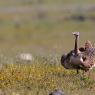 Otarda -  Great bustard (Otis tarda)