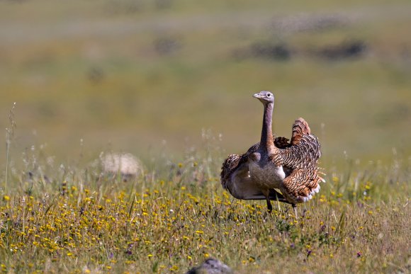 Otarda -  Great bustard (Otis tarda)