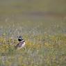 Gallina prataiola -  Little bustard (Tetrax tetrax)