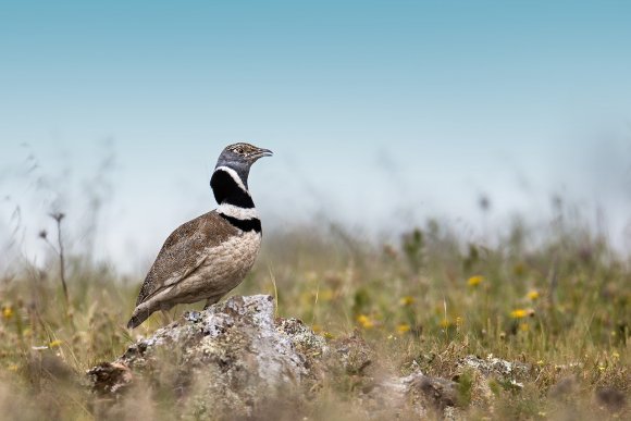 Gallina prataiola -  Little bustard (Tetrax tetrax)