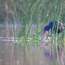 Pollo sultano - Purple Swamphen (Porphyrio porphyrio)