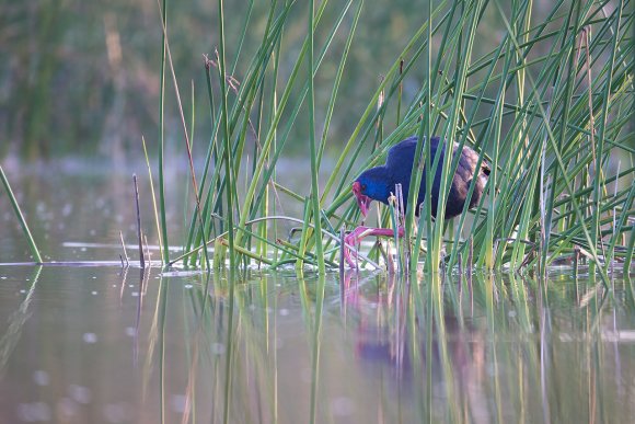 Pollo sultano - Purple Swamphen (Porphyrio porphyrio)