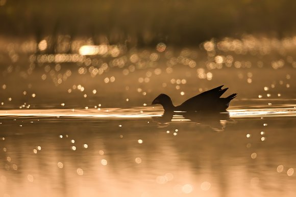 Pollo sultano - Purple Swamphen (Porphyrio porphyrio)