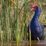 Pollo sultano - Purple Swamphen (Porphyrio porphyrio)