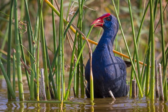 Pollo sultano - Purple Swamphen (Porphyrio porphyrio)