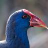 Pollo sultano - Purple Swamphen (Porphyrio porphyrio)