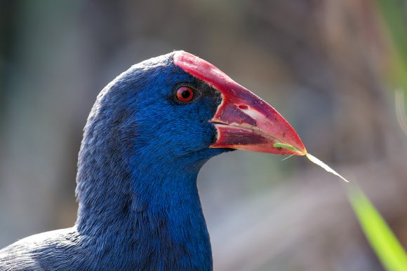 Pollo sultano - Purple Swamphen (Porphyrio porphyrio)