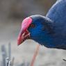 Pollo sultano - Purple Swamphen (Porphyrio porphyrio)