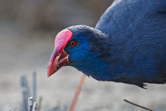 Pollo sultano - Purple Swamphen (Porphyrio porphyrio)