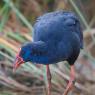 Pollo sultano - Purple Swamphen (Porphyrio porphyrio)