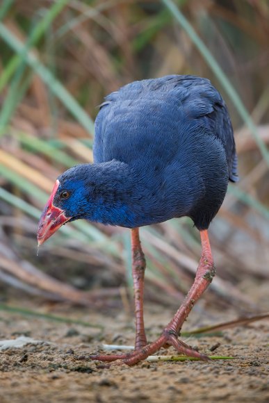 Pollo sultano - Purple Swamphen (Porphyrio porphyrio)