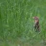 Re di Quaglie - Corn Crake (Crex crex)