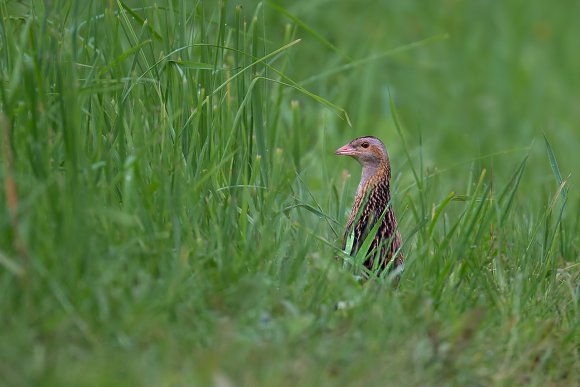 Re di Quaglie - Corn Crake (Crex crex)