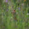 Re di Quaglie - Corn Crake (Crex crex)