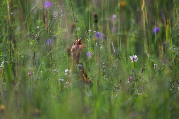 Re di Quaglie - Corn Crake (Crex crex)