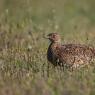 Gallina prataiola -  Little bustard (Tetrax tetrax)