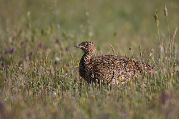 Gallina prataiola -  Little bustard (Tetrax tetrax)