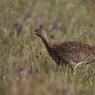 Gallina prataiola -  Little bustard (Tetrax tetrax)