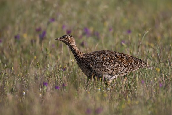 Gallina prataiola -  Little bustard (Tetrax tetrax)