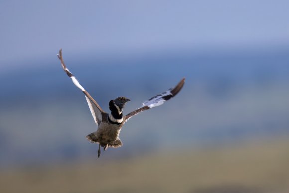 Gallina prataiola -  Little bustard (Tetrax tetrax)