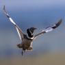 Gallina prataiola -  Little bustard (Tetrax tetrax)