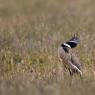 Gallina prataiola -  Little bustard (Tetrax tetrax)