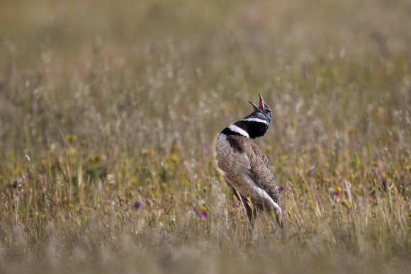 Gallina prataiola -  Little bustard (Tetrax tetrax)