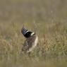 Gallina prataiola -  Little bustard (Tetrax tetrax)