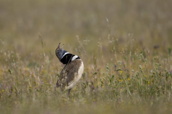 Gallina prataiola -  Little bustard (Tetrax tetrax)