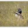 Gallina prataiola -  Little bustard (Tetrax tetrax)