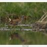 Porciglione - Water rail (Rallus aquaticus)