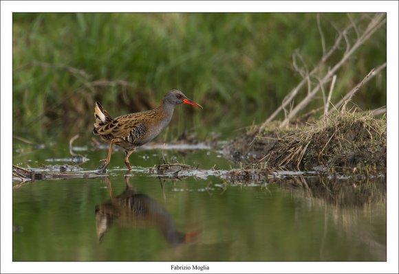 Porciglione - Water rail (Rallus aquaticus)