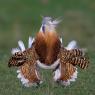 Otarda -  Great bustard (Otis tarda)