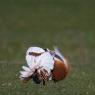 Otarda -  Great bustard (Otis tarda)