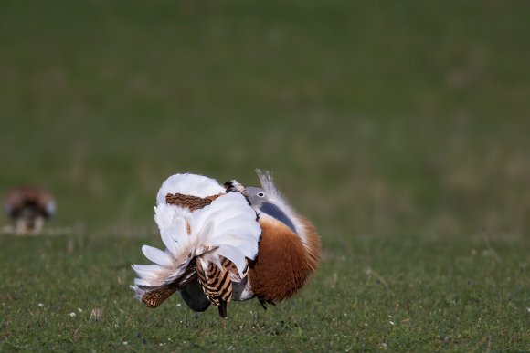 Otarda -  Great bustard (Otis tarda)