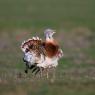 Otarda -  Great bustard (Otis tarda)