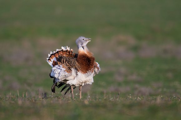 Otarda -  Great bustard (Otis tarda)