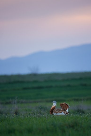 Otarda -  Great bustard (Otis tarda)