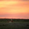 Otarda -  Great bustard (Otis tarda)